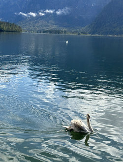 The swans of Halstatt