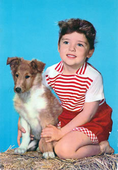 The collie or sheltie has always been my dog of choice. 